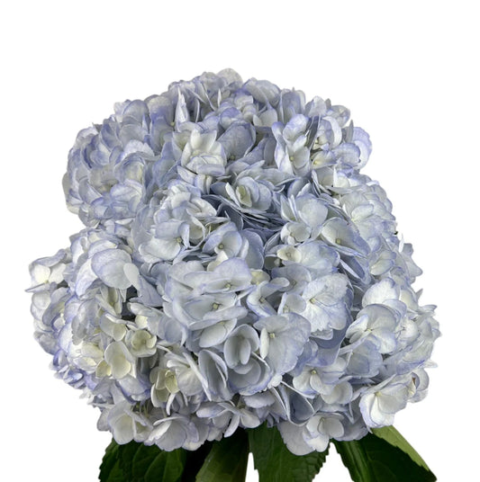 Lavender Mist Hydrangea