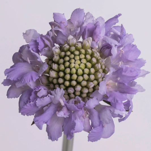 Lavender Scabiosas