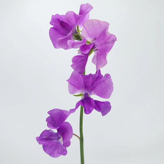 Lavender Sweet Pea