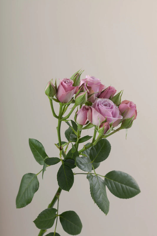 Pink Lavender Irishka Spray Roses
