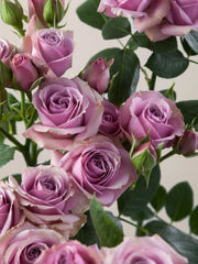 Lavender Irishka