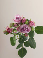 Lavender Irishka