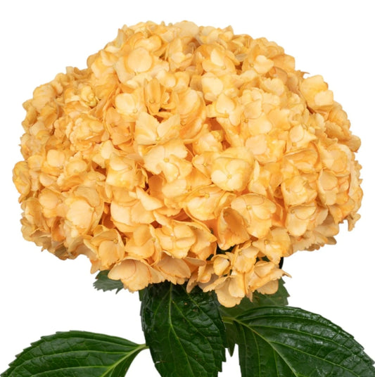 Light Orange Hydrangea