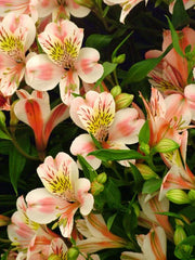 Light Pink Alstroemeria