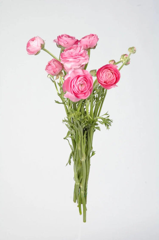 Light Pink Ranunculus