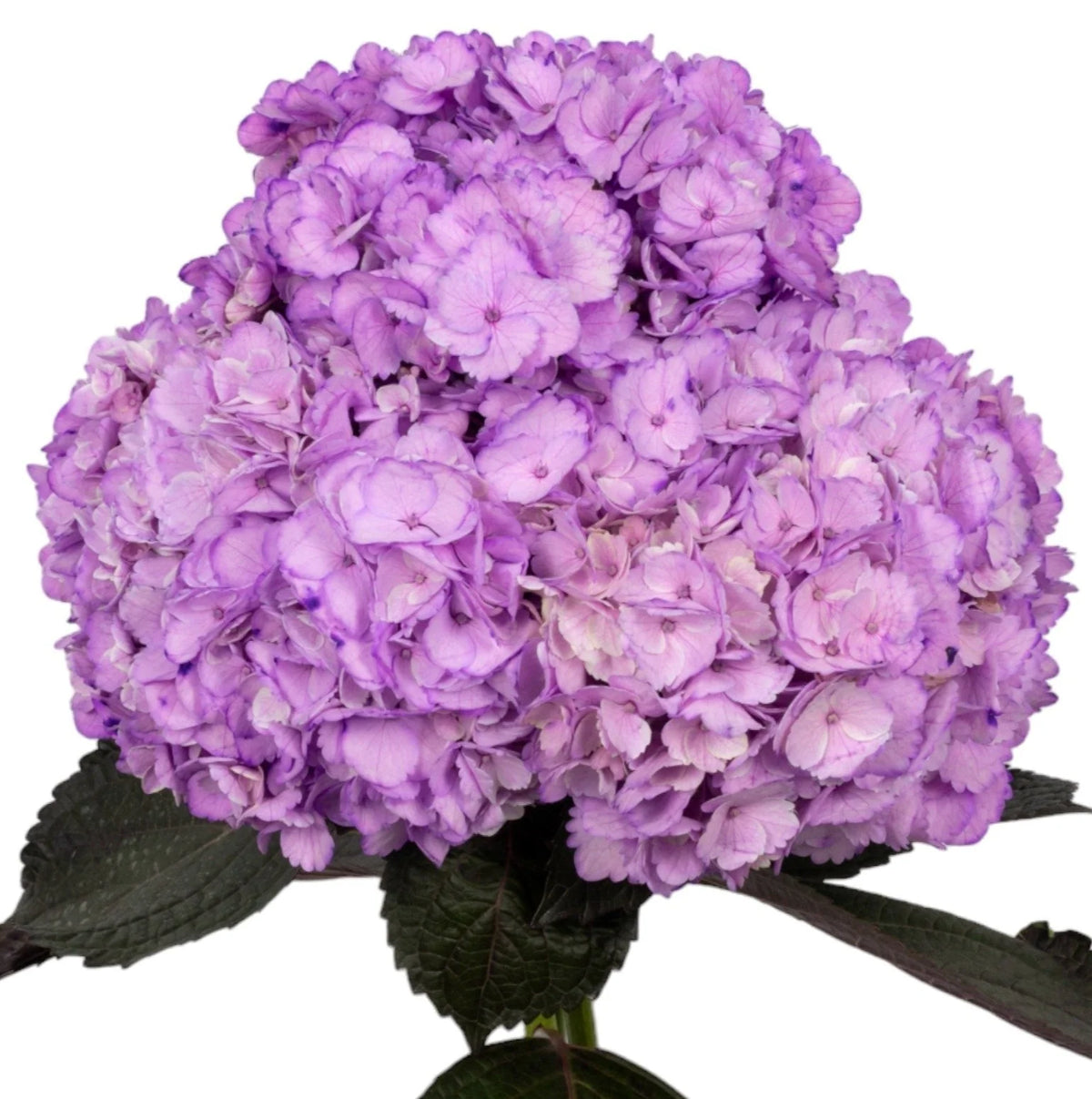 Light Purple Hydrangea