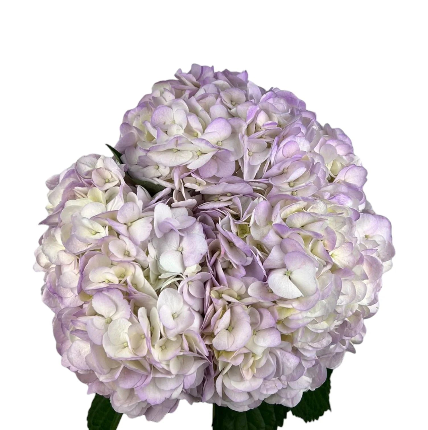 Lavender Lilac Air Hydrangea