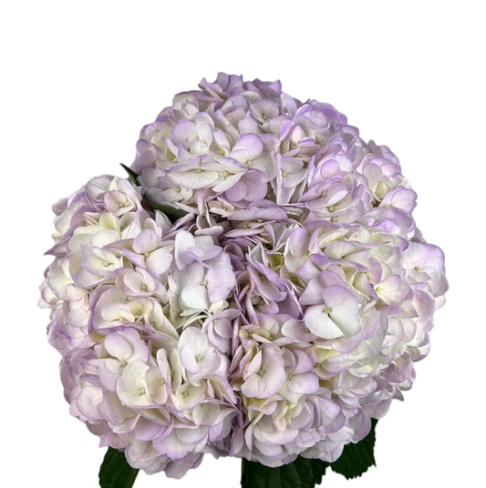 Lavender Lilac Air Hydrangea