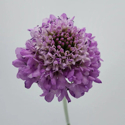Lilac Scabiosas