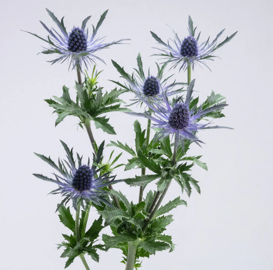 Magical Blue Lagoon Eryngium