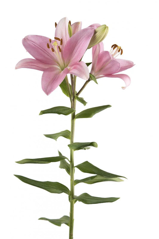 Light Pink Mandalay Bay Asiatic Lilies