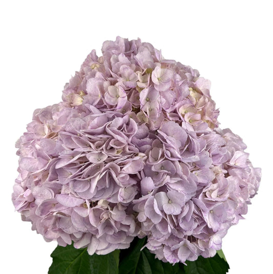 Mauve Hydrangea