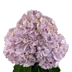 Mauve Hydrangea