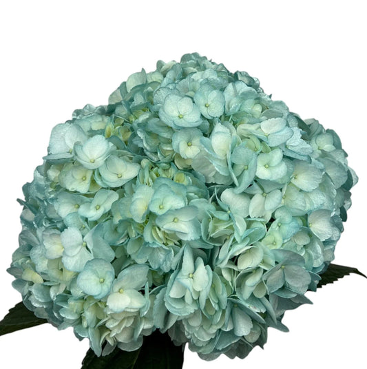 Metallic Blue Hydrangea
