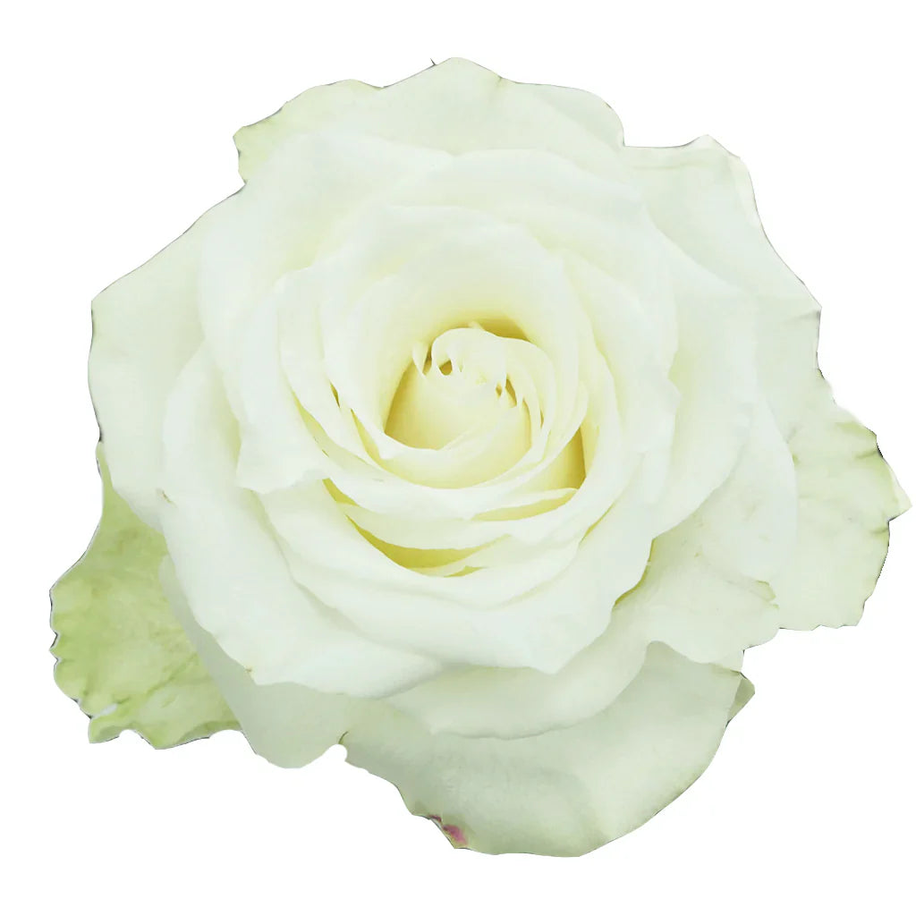 White Mia Roses