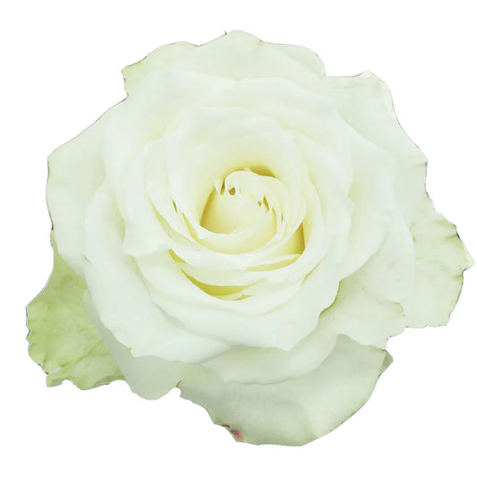 White Mia Roses