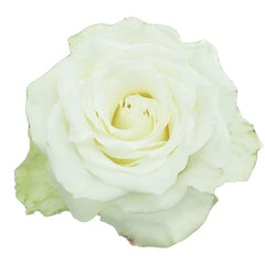 White Mia Roses