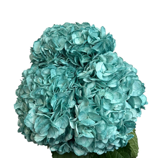 Blue Midnight Hydrangea