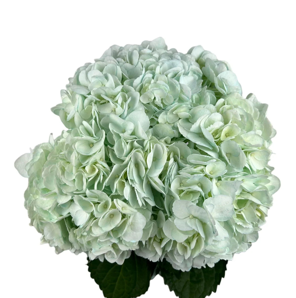 Green Mild Green Hydrangea