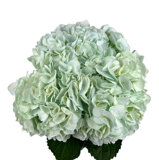 Green Mild Green Hydrangea