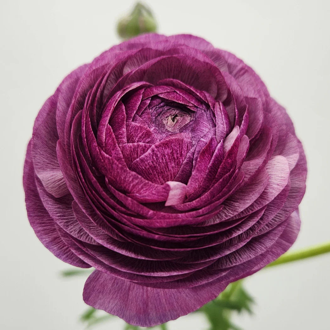 Italian Ranunculus Milka Beautiful Milka Ranunculus – Pop Wedding Flowers