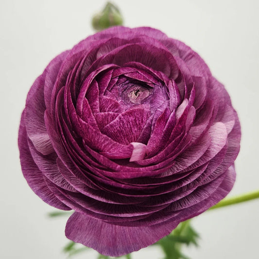 Milka Ranunculus