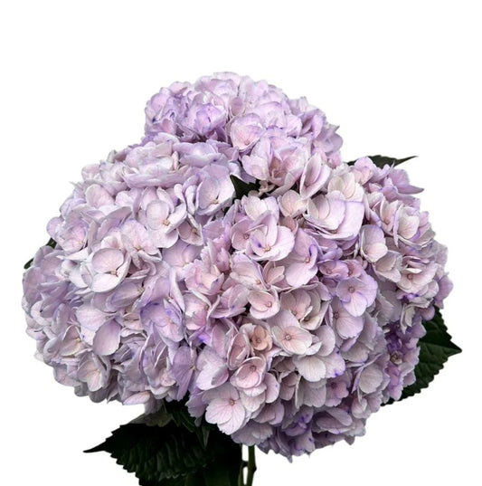 Lavender Milka Hydrangea