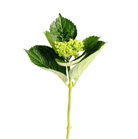Mini Green Hydrangea
