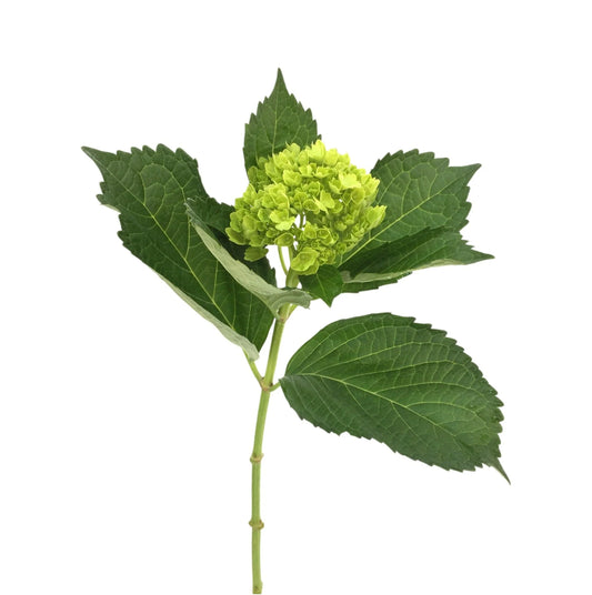 Green Mini Mohito Hydrangea