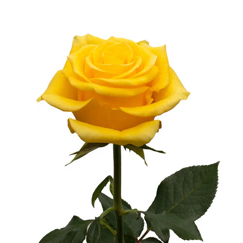 Yellow Momentum Roses