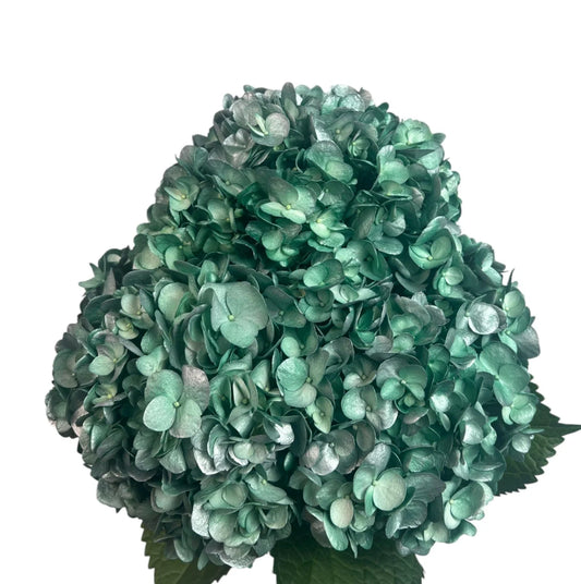 Blue Moonlit Forest Hydrangea