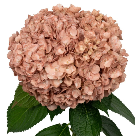 Muted Terracota Hydrangea