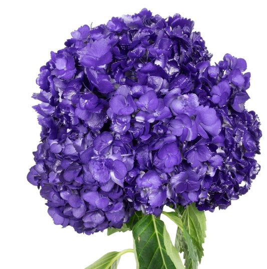 Purple Night Violet Hydrangea
