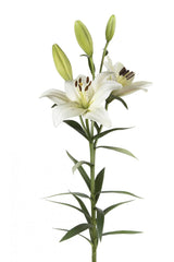 White Nova Scotia Asiatic Lilies
