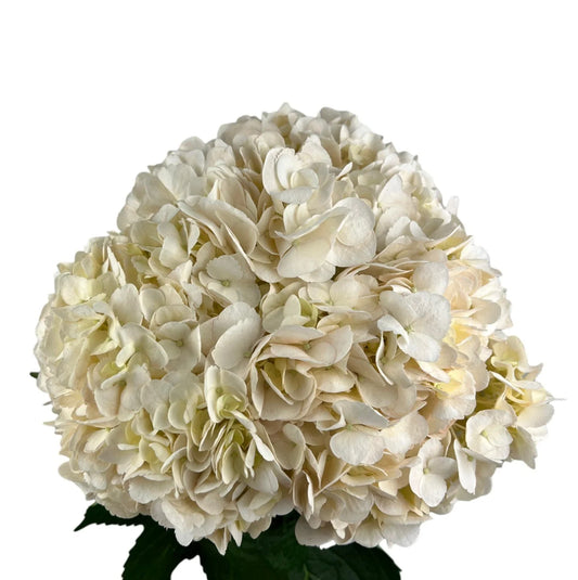 White Nude Hydrangea