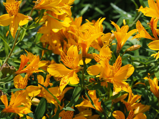 Orange Alstroemeria