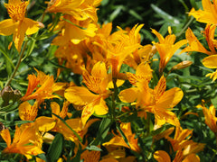 Orange Alstroemeria