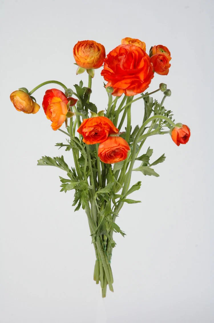 Beautiful Orange Ranunculus – Pop Wedding Flowers