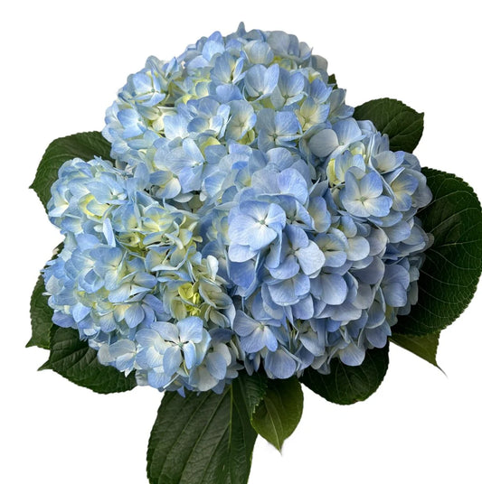 Pale Blue Hydrangea