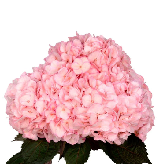 Pale Pink Hydrangea