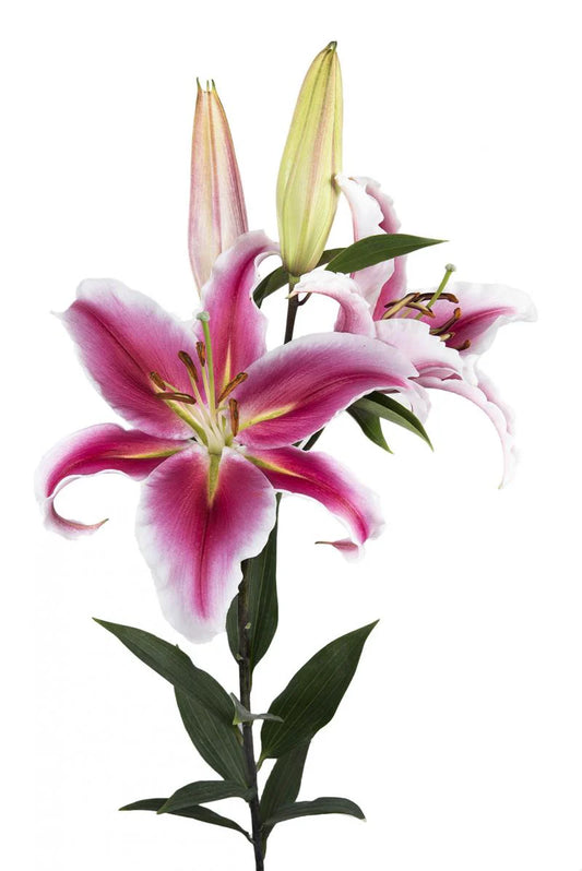 Hot Pink Paradero Oriental Lilies