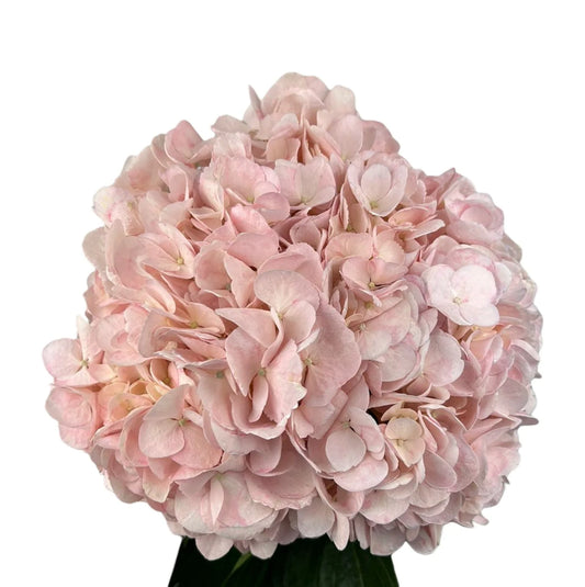 Parisian Pink Hydrangea