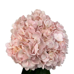 Parisian Pink Hydrangea