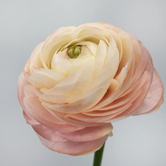 Pastello Ranunculus