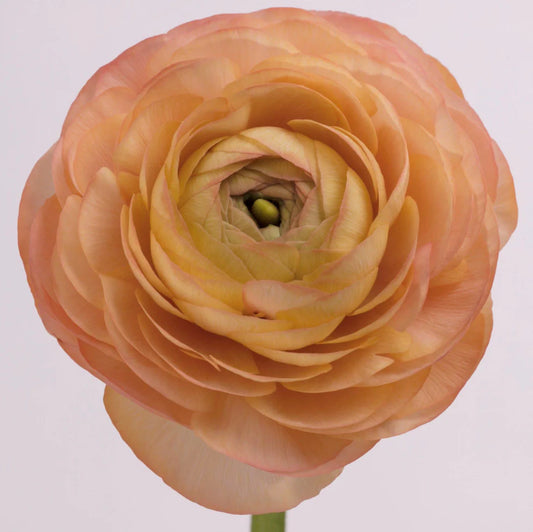 Peach Ranunculus