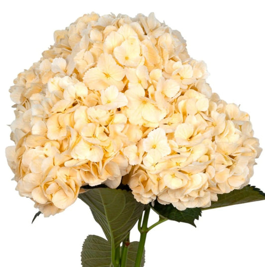 Peach Fuzz Hydrangea