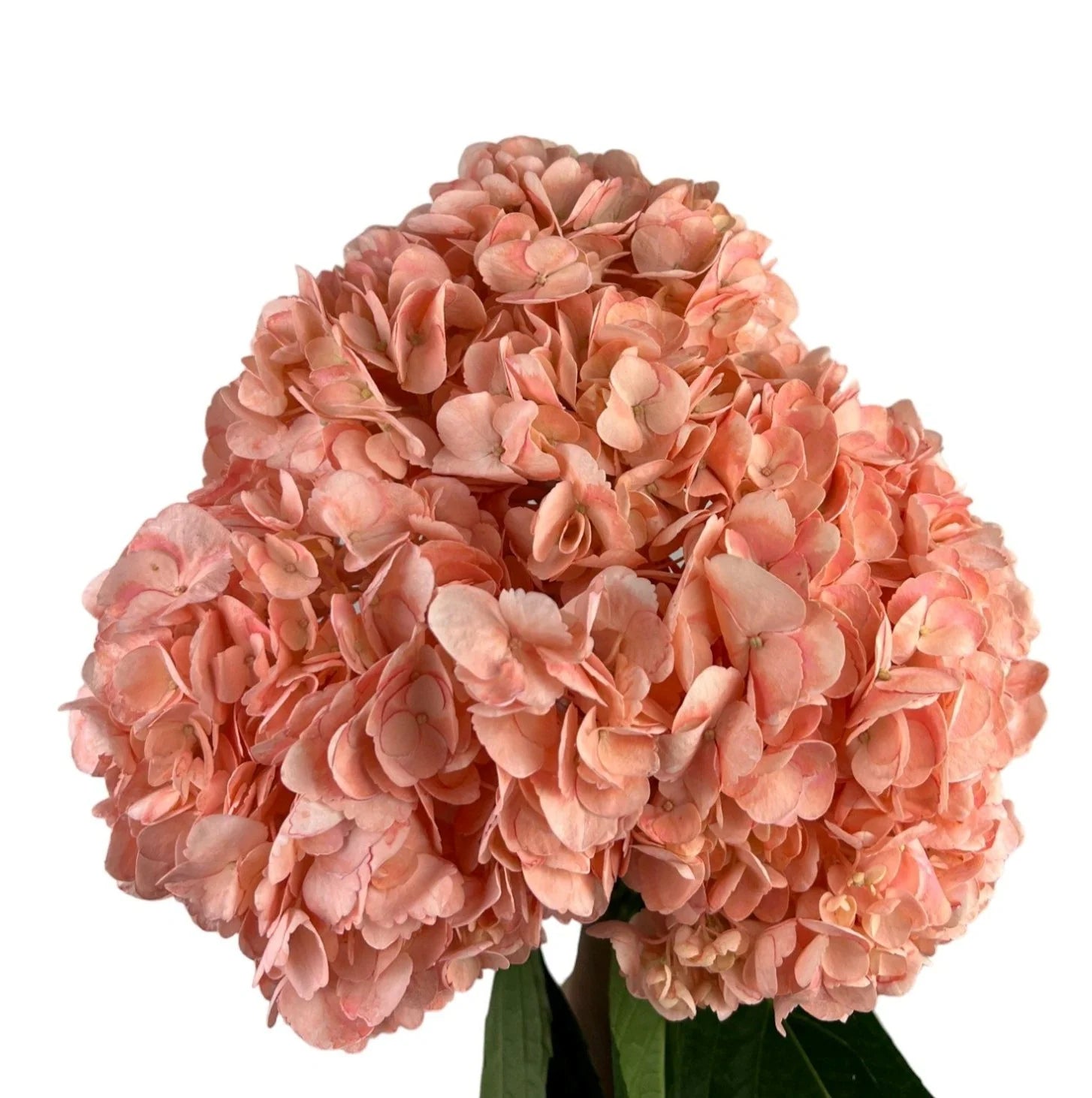 Peach Hydrangea