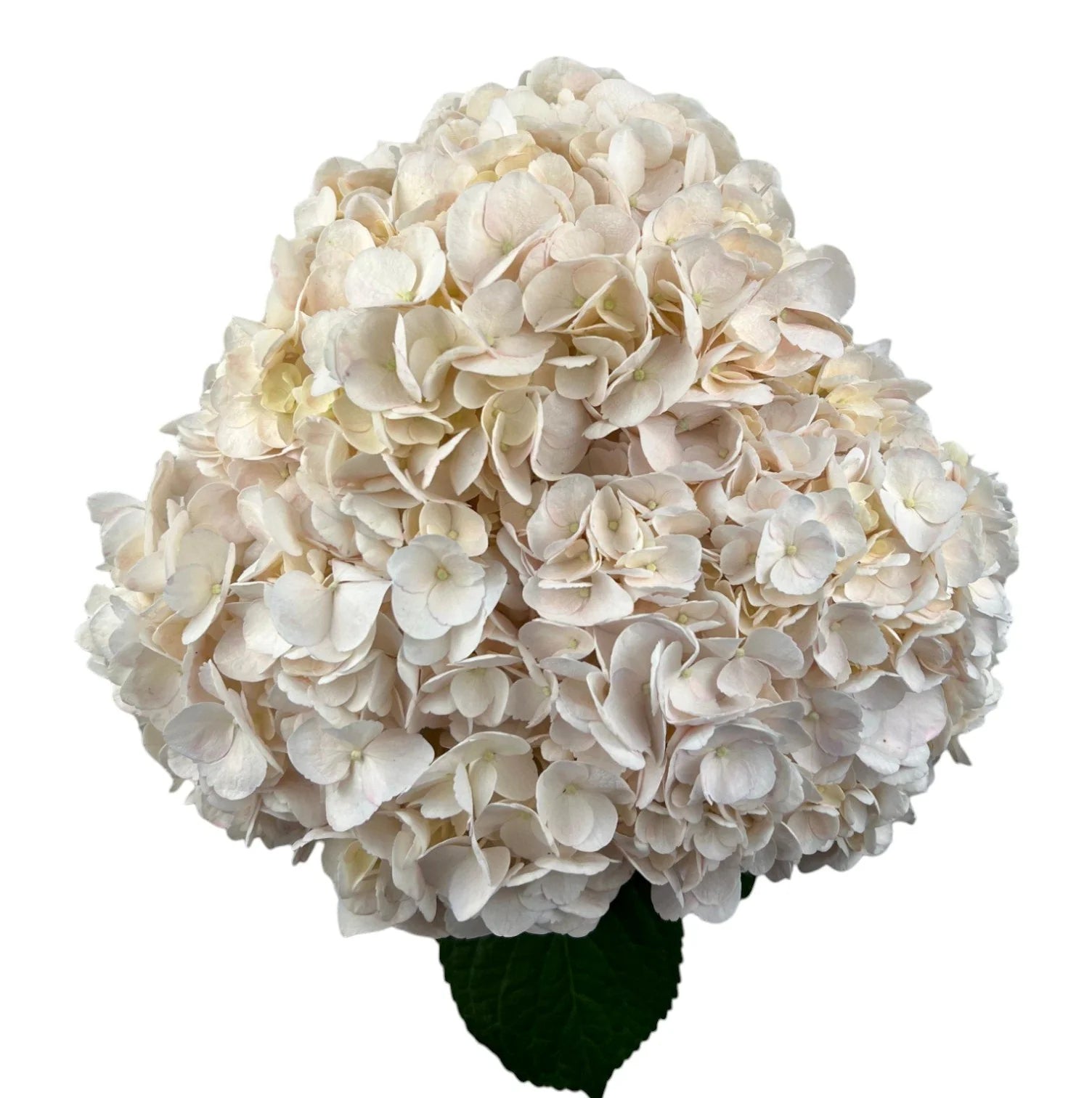 White Peach Rose Hydrangea