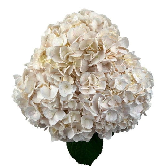 White Peach Rose Hydrangea