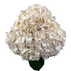 White Peach Rose Hydrangea